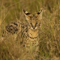 Serval stepní (Leptailurus serval) – Joe McDonald / Shutterstock