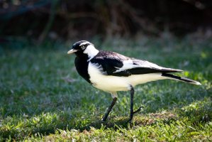 Popeláček černobílý (Grallina cyanoleuca) – Steven Giles / Shutterstock