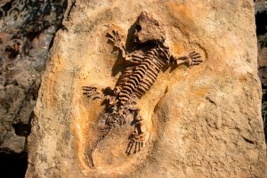 Fosílie vyhynulého obojživelníka rodu Seymouria (Seymouriamorpha) – islavicek / Shutterstock