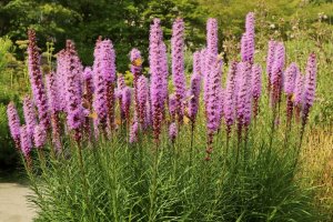 Šuškarda klasnatá (Liatris spicata) – Anna50 / Shutterstock