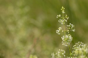 Svízel povázka (Galium mollugo) – Nancy J. Ondra / Shutterstock