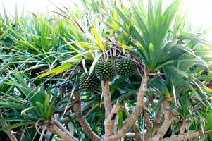 Pandán prospěšný (Pandanus utilis) – kariphoto / Shutterstock