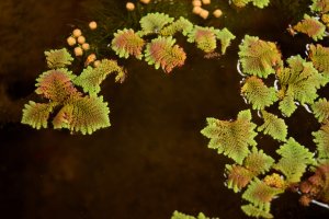 Plovoucí kapradina azola karolínská (Azolla caroliniana) – tanakornsar / Shutterstock