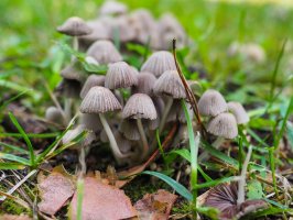 Lysohlávka kopinatá (Psilocybe semilanceata) – LifeCollectionPhotography / Shutterstock