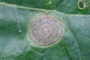 Mycosphaerella brassicicola – Profimedia.CZ