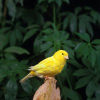 Kanár – slowmotiongli / Shutterstock