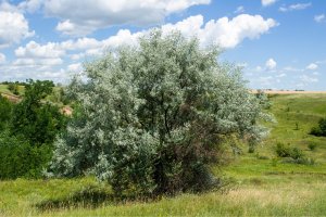 Hlošina úzkolistá (Elaeagnus angustifolia) – Volodymyr Nikitenko / Shutterstock