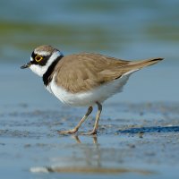 Kulík říční (Charadrius dubius) – aaltair / Shutterstock