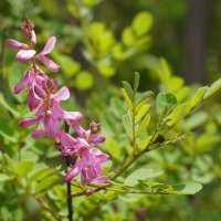 Indigovník pravý (Indigofera tinctoria) – My-ma-le-wow / Shutterstock