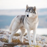 Sibiřský husky – Sergey Bessudov / Shutterstock