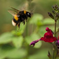 Čmelák zemní (Bombus terrestris) – Chrispo / Shutterstock