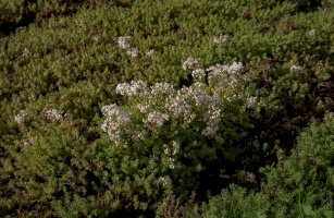 Rozchodník bílý (Sedum album) – colin grice / Shutterstock