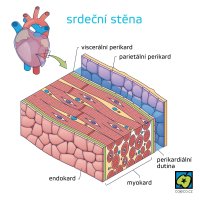 Srdeční stěna  – VectorMine / Shutterstock + CoJeCo.cz