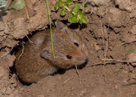 Hraboš polní (Microtus arvalis) – Bildagentur Zoonar GmbH / Shutterstock
