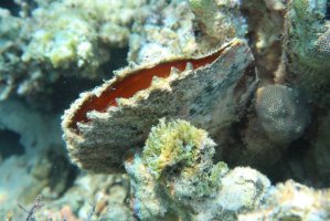 Perlotvorka velká (Pinctada margaritifera) – my life is ams / Shutterstock