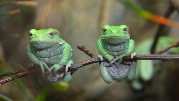 Listovnice zručná (Phyllomedusa sauvagii) – Alex Stemmers / Shutterstock