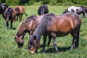 Stádo huculských koní v Národním parku Bieszczady, Polsko – Fotokon / Shutterstock