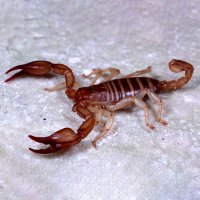 Štír kýlnatý (Euscorpius carpathicus) – Dan Olsen / Shutterstock