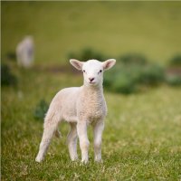 Jehně – Shnarf / Shutterstock