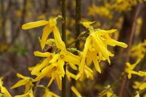 Zlatice evropská (Forsythia europaea), detail větvičky s květy – Gelia / Shutterstock
