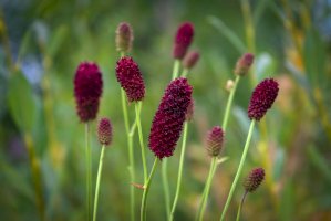 Krvavec toten (Sanguisorba officinalis) – Anatoliy Berislavskiy / Shutterstock