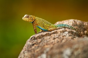 Leguánek malachitový (Sceloporus malachiticus) – Ondrej Prosicky / Shutterstock