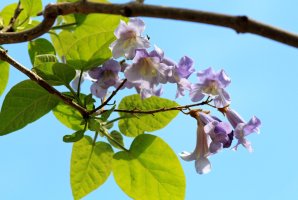 Pavlovnie plstnatá (Paulownia tomentosa), detail kvetoucí větvičky – Dina Rogatnykh / Shutterstock