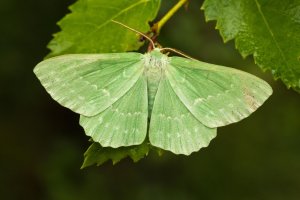 Zelenopláštník kapradinový (Geometra papilionaria) z čeledi píďalkovitých – Donald Watt Photography / Shutterstock