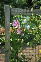 Treláž – Sergey V Kalyakin / Shutterstock