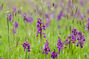 Vstavač kukačka (Orchis morio) – Andrew Fletcher / Shutterstock