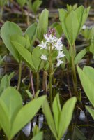 Vachta trojlistá (Menyanthes trifoliata) – Martin Fowler / Shutterstock