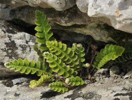 Kyvor lékařský (Ceterach officinarum) – Martin Fowler / Shutterstock