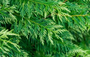 Zerav západní neboli túje (Thuja occidentalis), detail větvičky – Marinodenisenko / Shutterstock