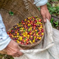 Plody kávovníku – Rodrigo Flores / Unsplash