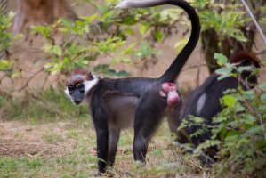 Mangabej rudohlavý (Cercocebus torquatus) – Dirk M. de Boer / Shutterstock