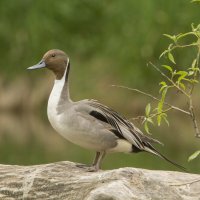 Ostralka štíhlá (Anas acuta) – Mircea Costina / Shutterstock