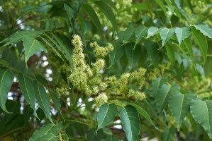 Pajasan žláznatý (Ailanthus altissima) – simona pavan / Shutterstock