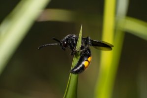 Žahalka žlutá (Scolia hirta) – Ksenia Lada / Shutterstock