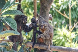 Chvostan bělolící (Pithecia pithecia) – Saad315 / Shutterstock