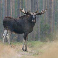 Los evropský (Alces alces) – Sacharewicz Patryk / Shutterstock