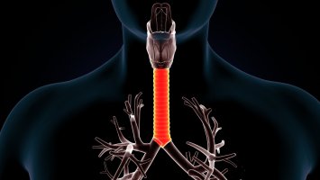 Lidská průdušnice, 3D ilustrace – Life science / Shutterstock