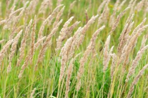 Třtina křovištní (Calamagrostis epigejos) – petrovichlili / Shutterstock