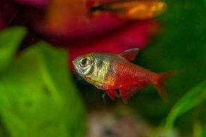 Tetra červená (Hyphessobrycon flammeus) – Karel Zahradka / Shutterstock