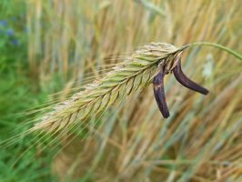 Námel, paličkovice nachová (Claviceps purpurea) – Profimedia.CZ