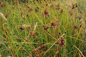 Kamyšník mořský (Bolboschoenus maritimus) – Profimedia.cz