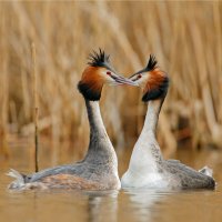 Potápka roháč (Podiceps cristatus) – Menno Schaefer / Shutterstock