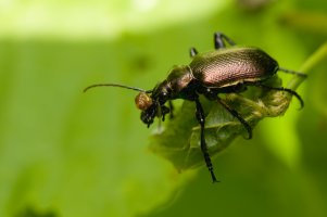 Krajník hnědý (Calosoma inquisitor) – Gucio_55 / Shutterstock