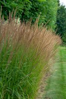 Bezkolenec modrý (Molinia caerulea) – InfoFlowersPlants / Shutterstock