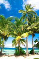 Palmy na tropické pláži – Vibrant Image Studio / Shutterstock