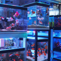 Akvaristika – Lienda Yunita Apponno / Shutterstock